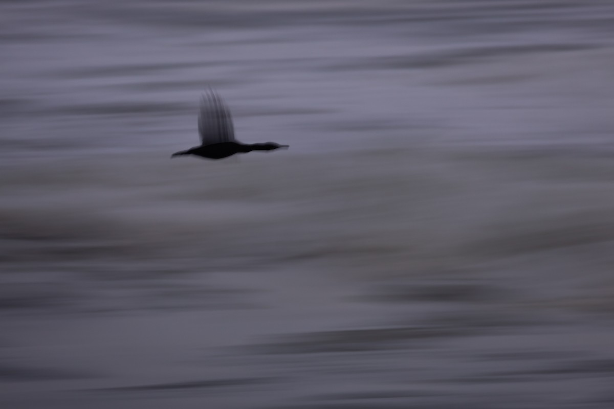 Баклан синьогорлий - ML644446132