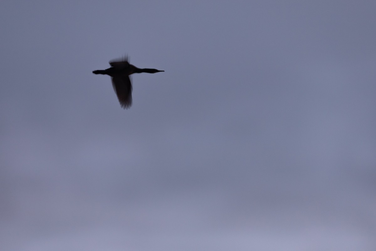 Баклан синьогорлий - ML644446133