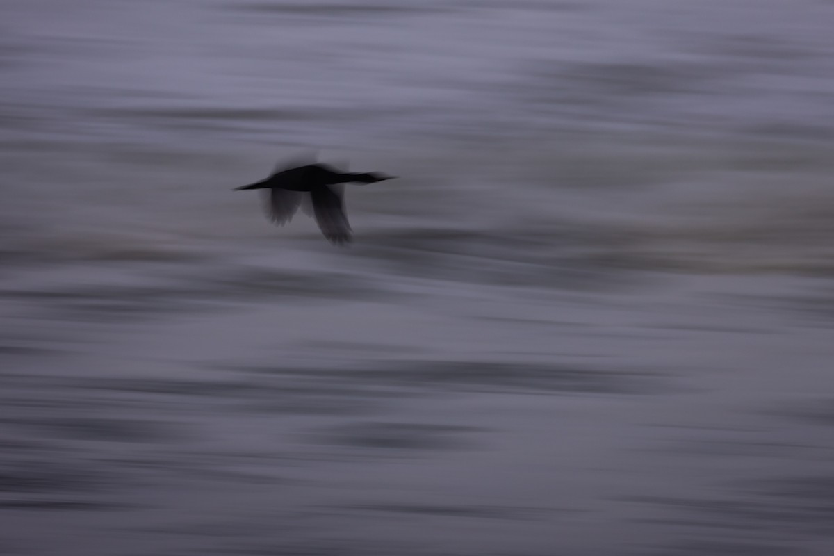 Баклан синьогорлий - ML644446134