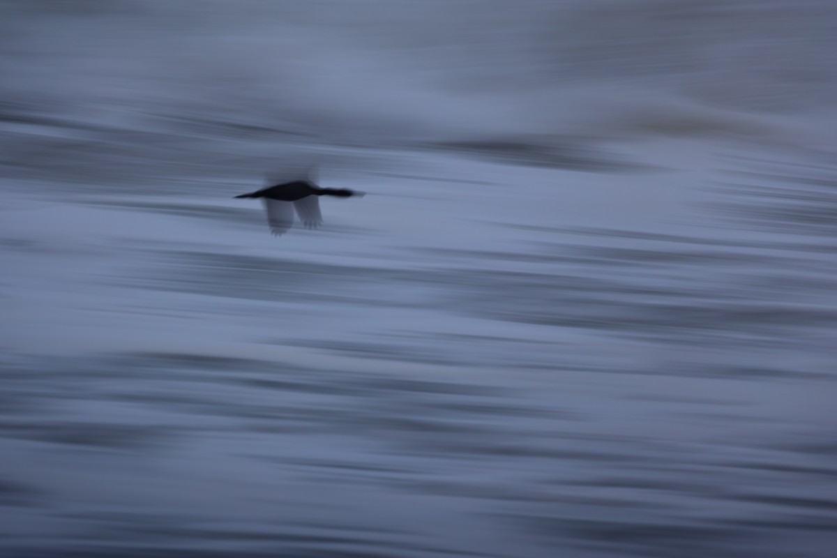 Баклан синьогорлий - ML644446135