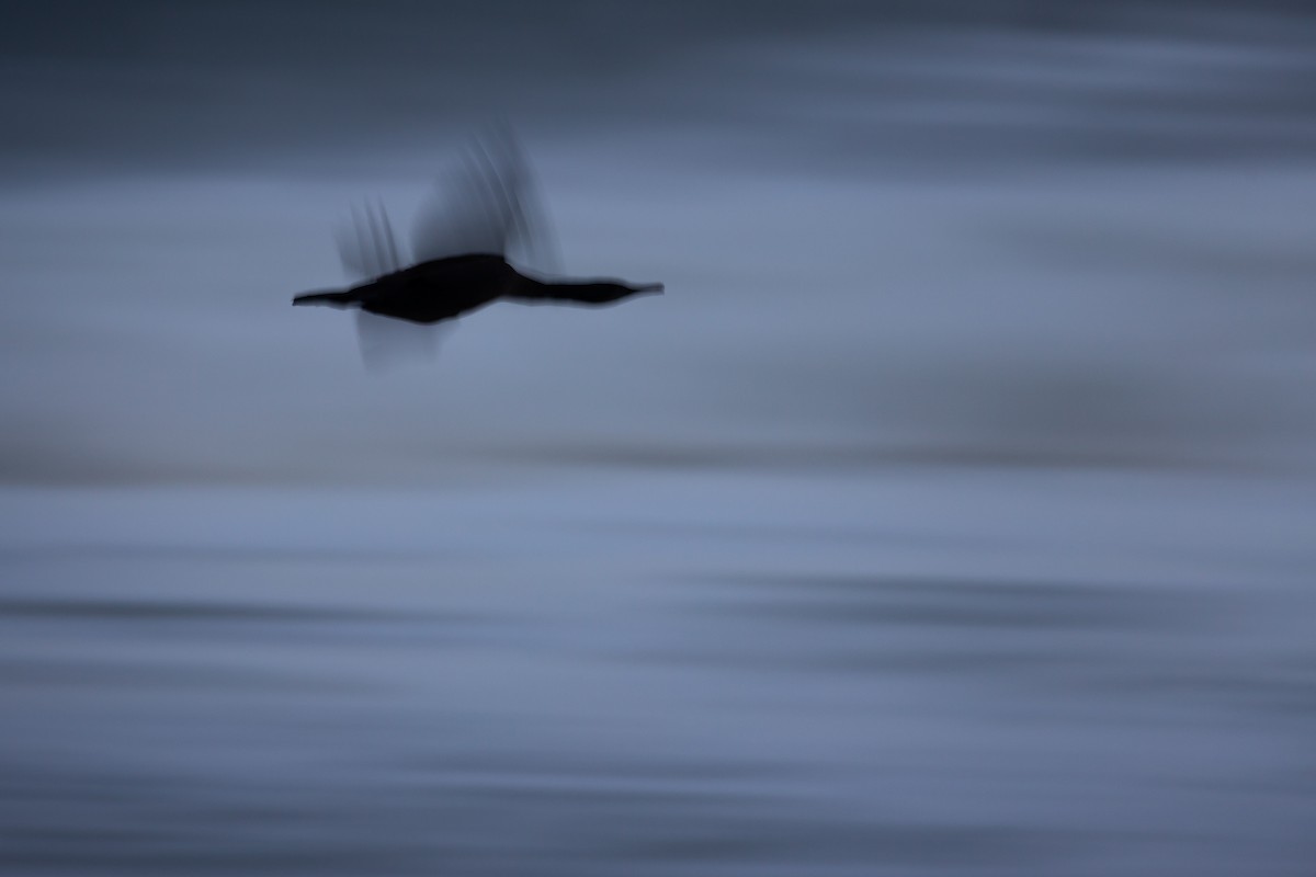 Баклан синьогорлий - ML644446136