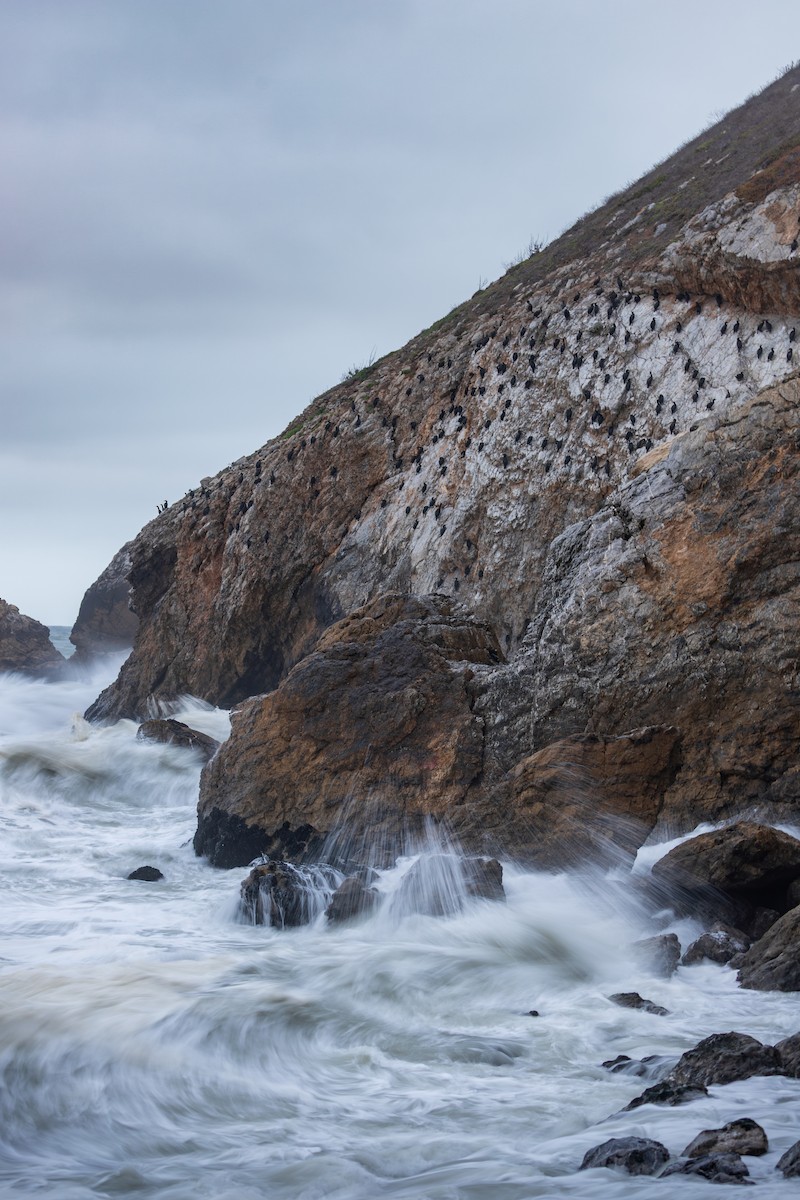 Баклан синьогорлий - ML644446137