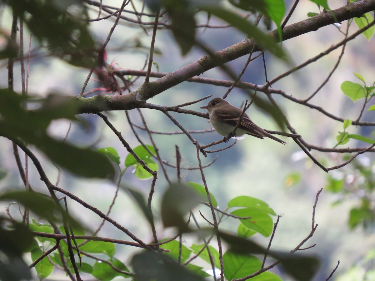 Acadian Flycatcher - ML644446140