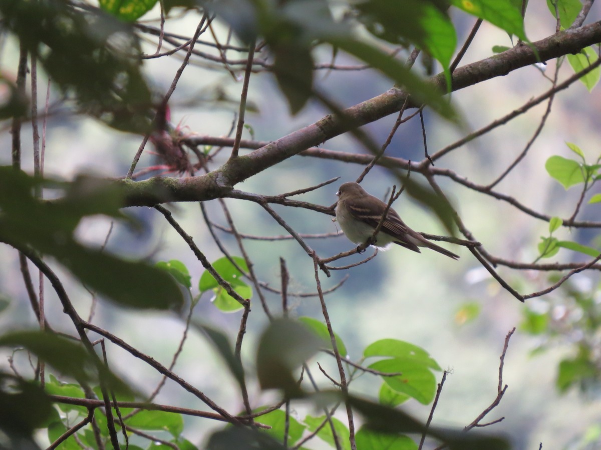 Acadian Flycatcher - ML644446141