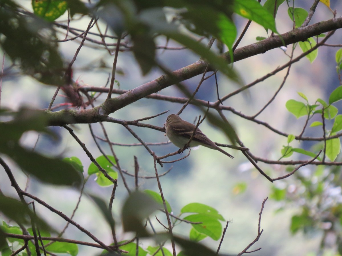 Acadian Flycatcher - ML644446142