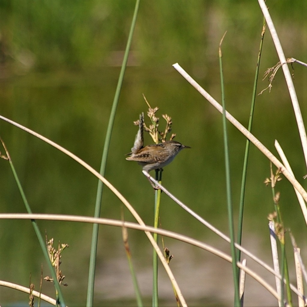 Marsh Wren - ML644446143