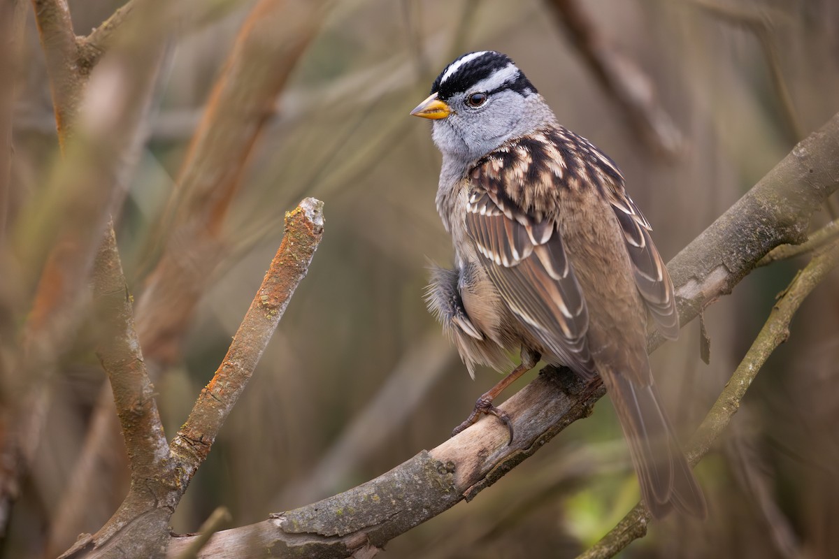 Бруант білобровий (підвид nuttalli/pugetensis) - ML644446147