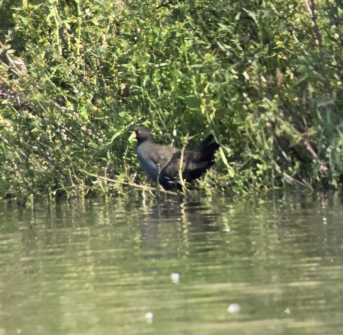Black-tailed Nativehen - ML644446151
