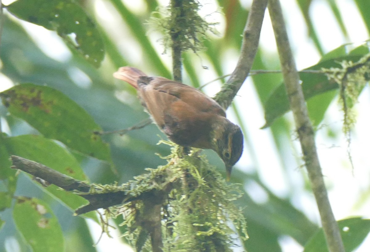 Scaly-throated Foliage-gleaner - ML644446157