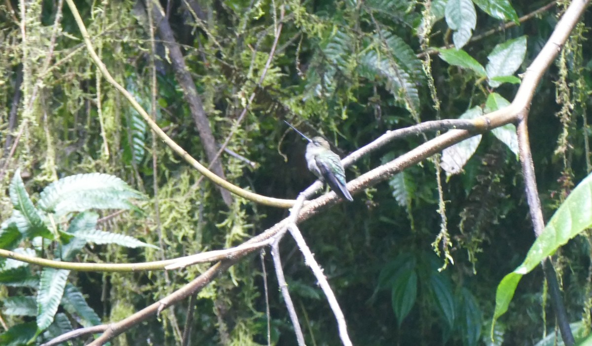 Green-fronted Lancebill - ML644446159