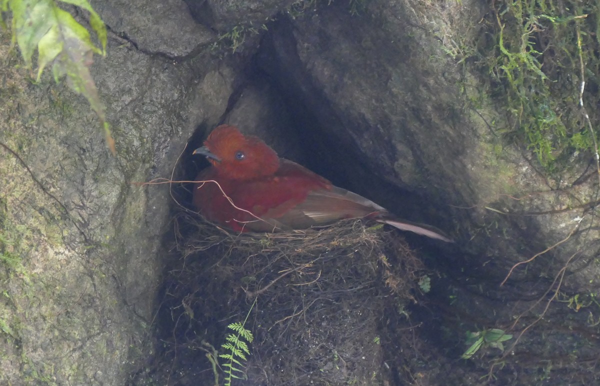 Andean Cock-of-the-rock - ML644446160