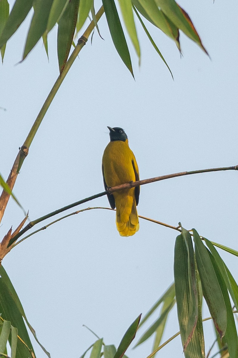 Black-headed Bulbul - ML644446166