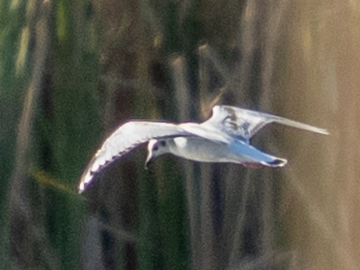 ボナパルトカモメ - ML644446167