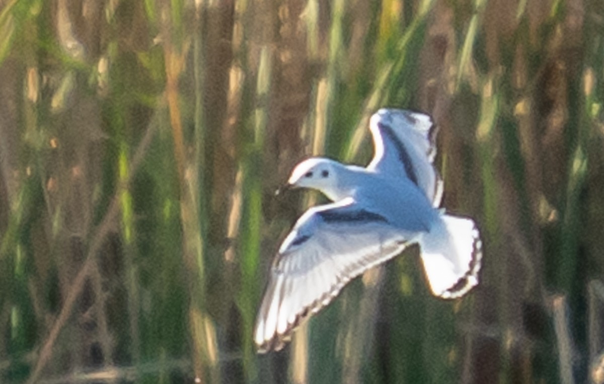 ボナパルトカモメ - ML644446168