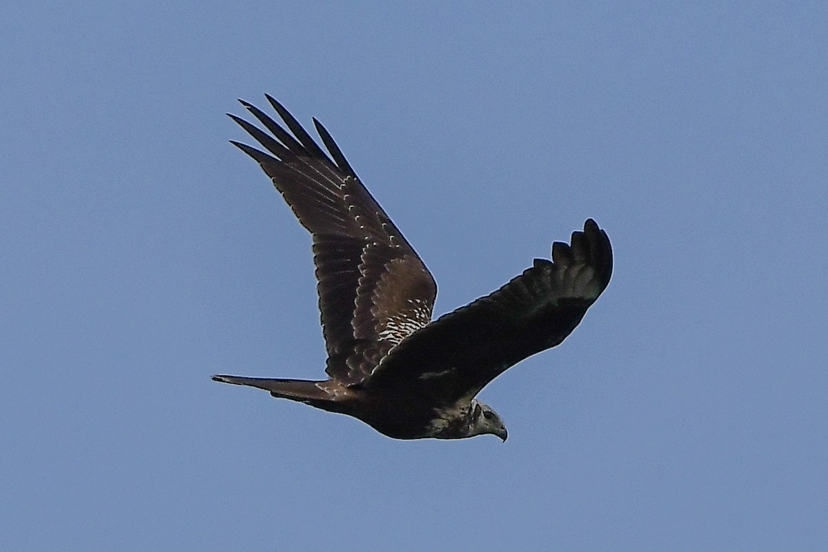 Eastern Marsh Harrier - ML644446169