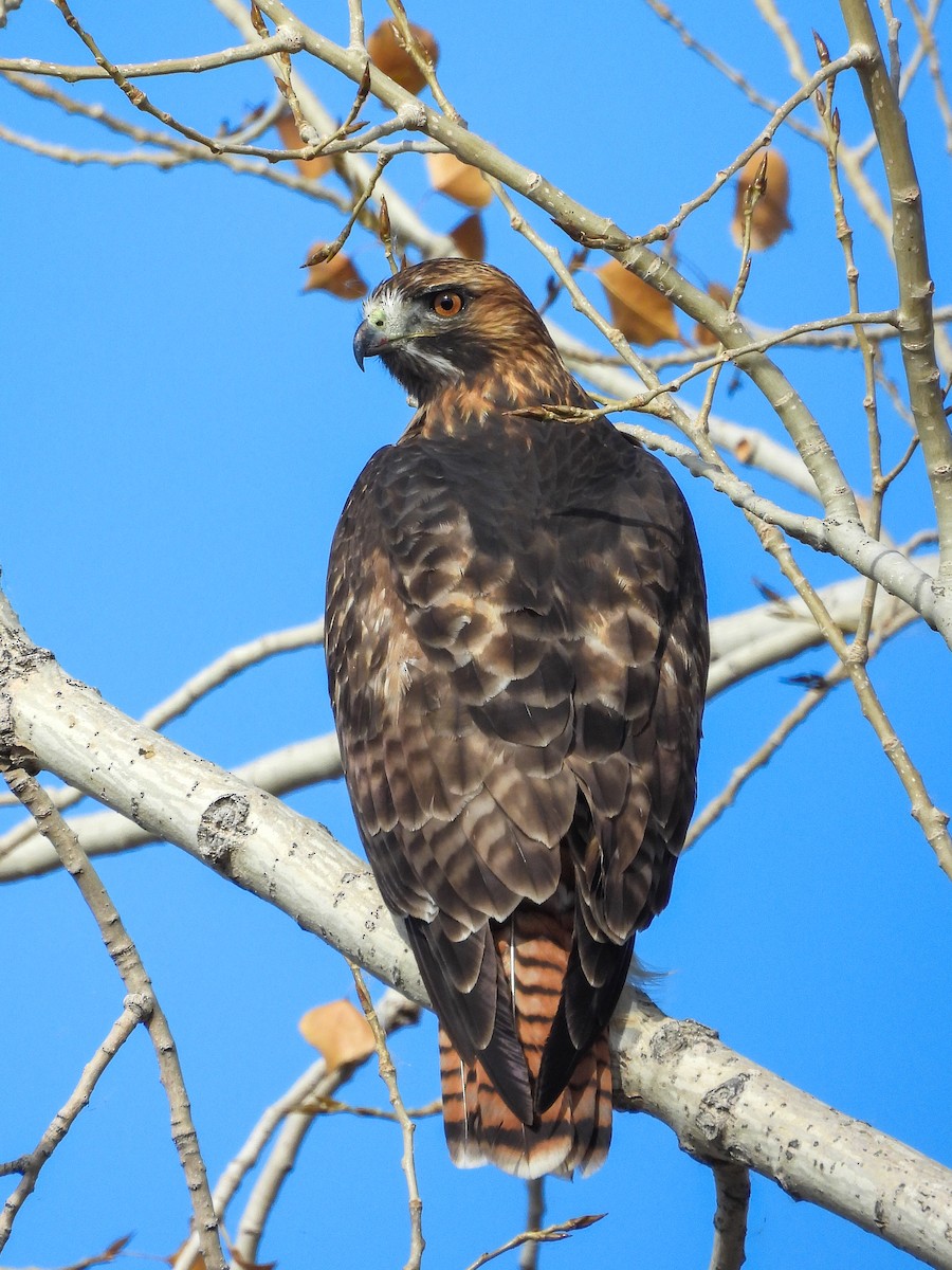 Red-tailed Hawk - ML644446216