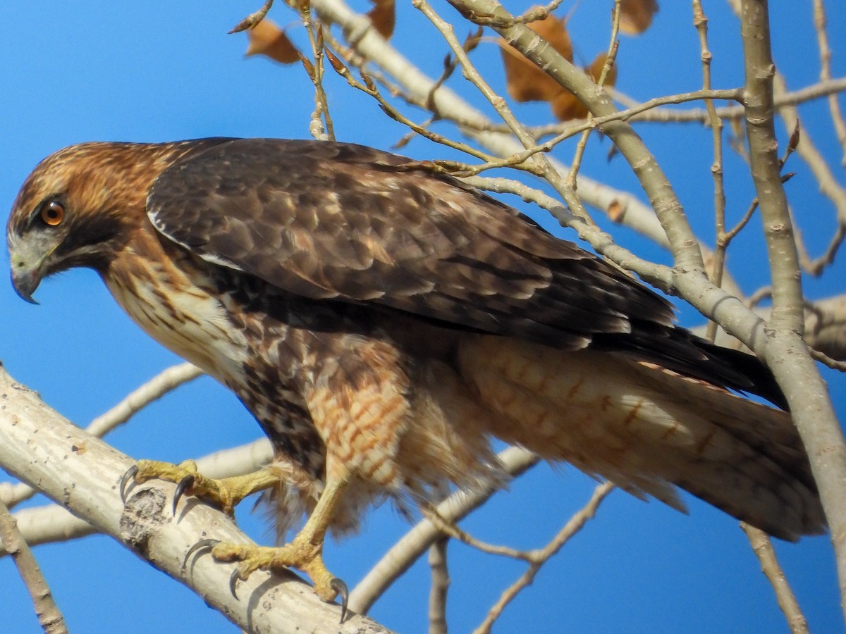 Red-tailed Hawk - ML644446218
