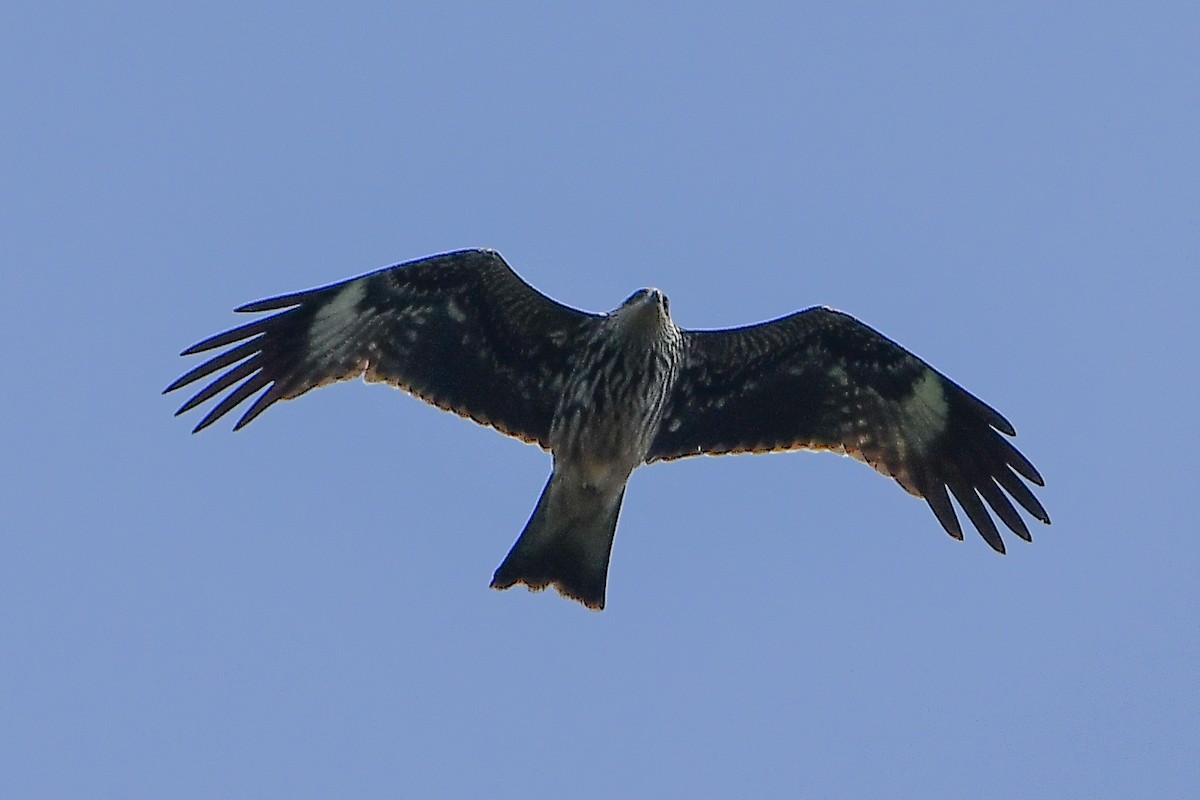 Black Kite - ML644446226