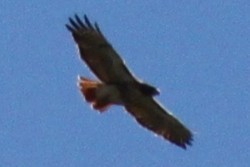 Red-tailed Hawk - ML644446230