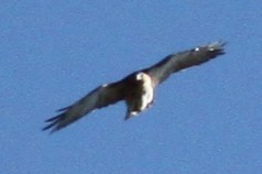Red-tailed Hawk - ML644446231