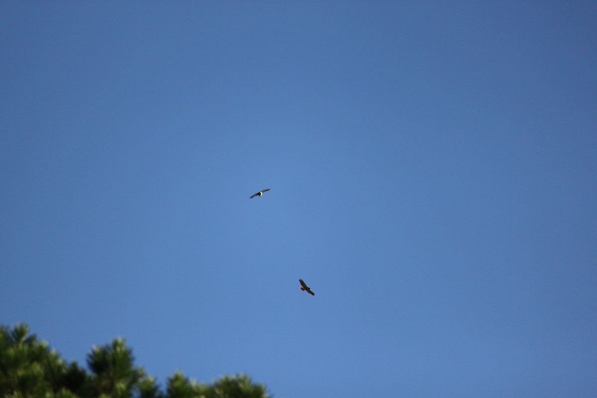 Red-tailed Hawk - ML644446234