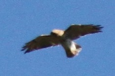 Red-tailed Hawk - ML644446235