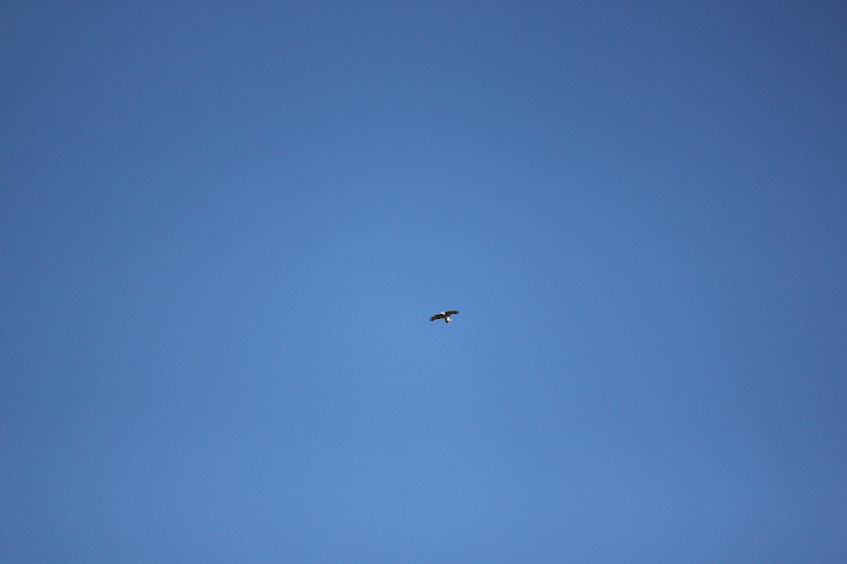 Red-tailed Hawk - ML644446236