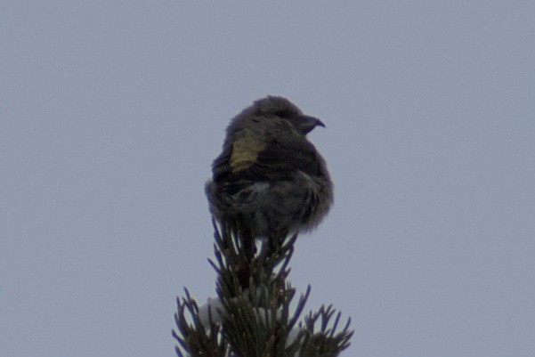 Шишкар ідагоський - ML644446252