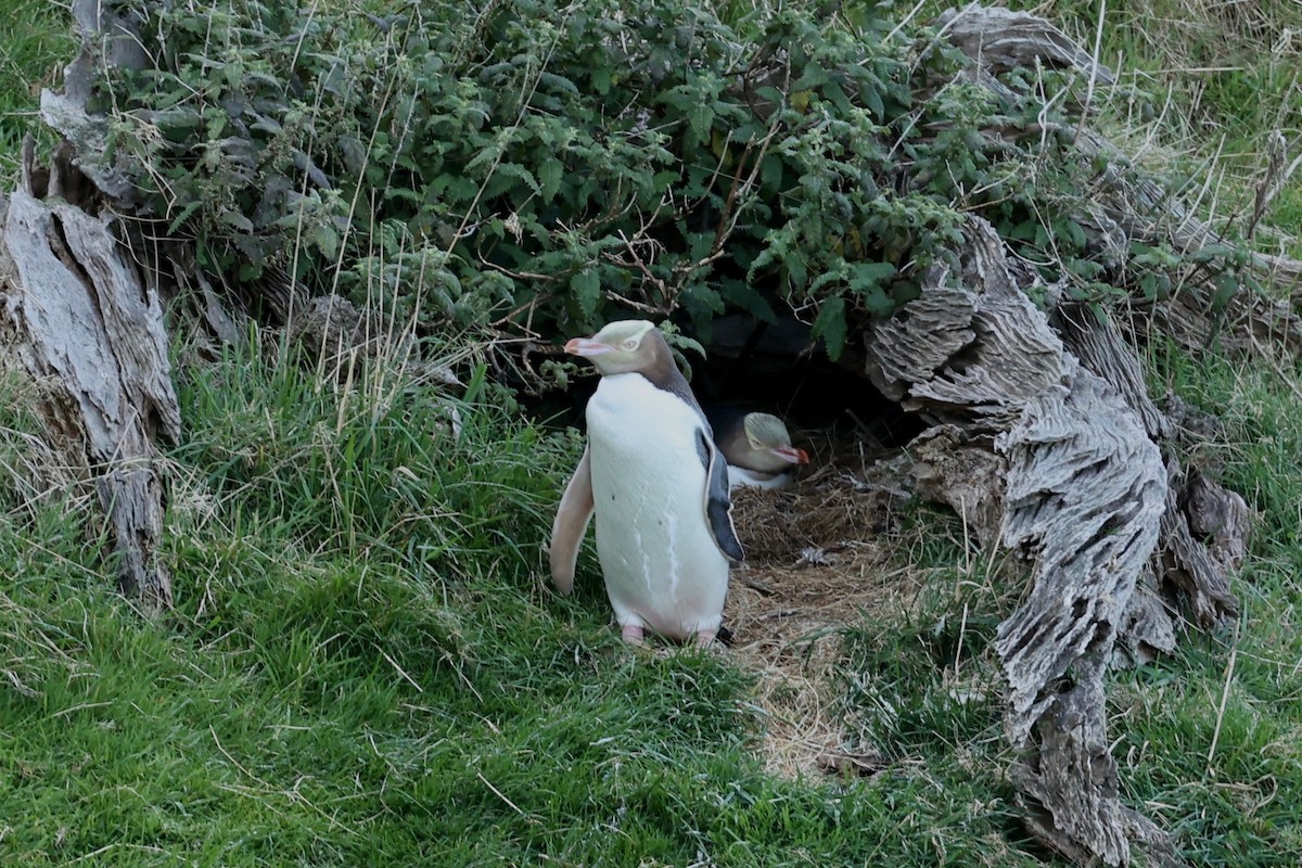 Yellow-eyed Penguin - ML644446262