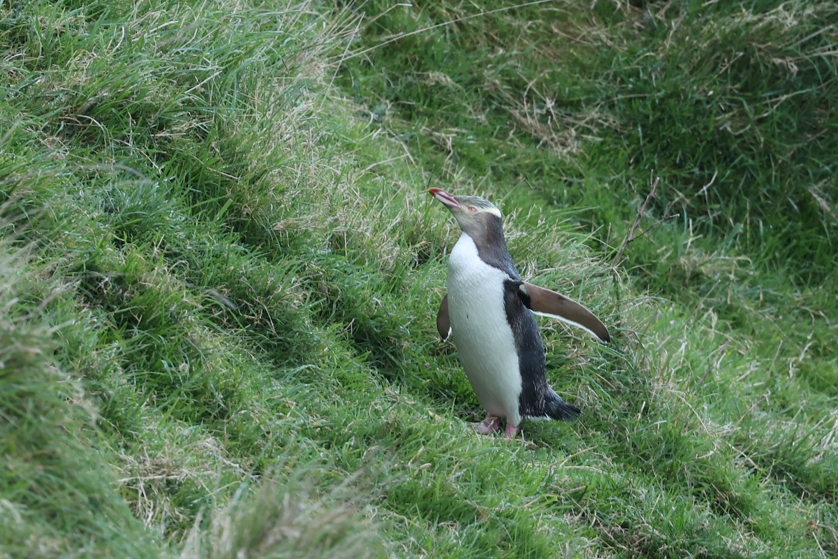 Yellow-eyed Penguin - ML644446263