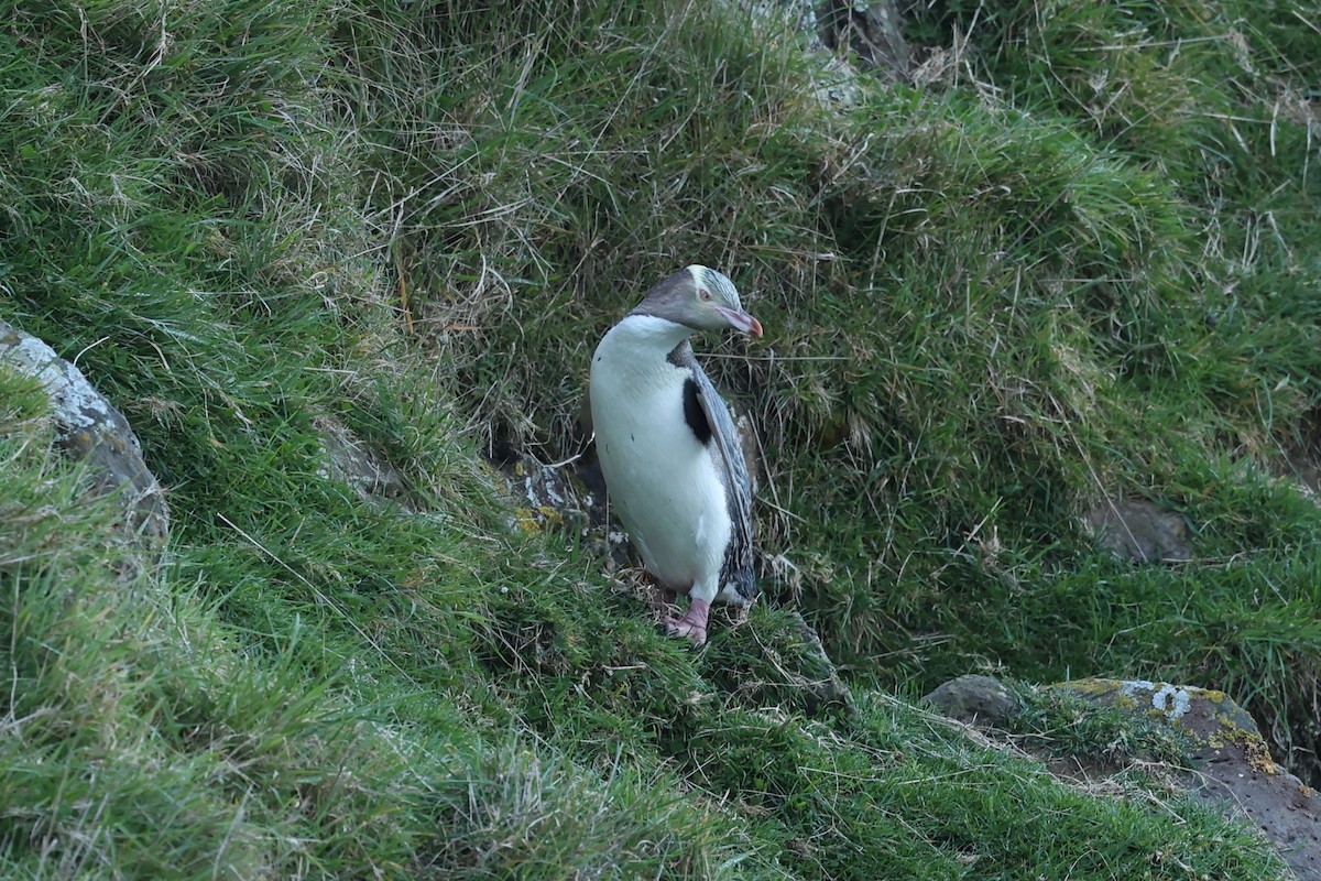 Yellow-eyed Penguin - ML644446264