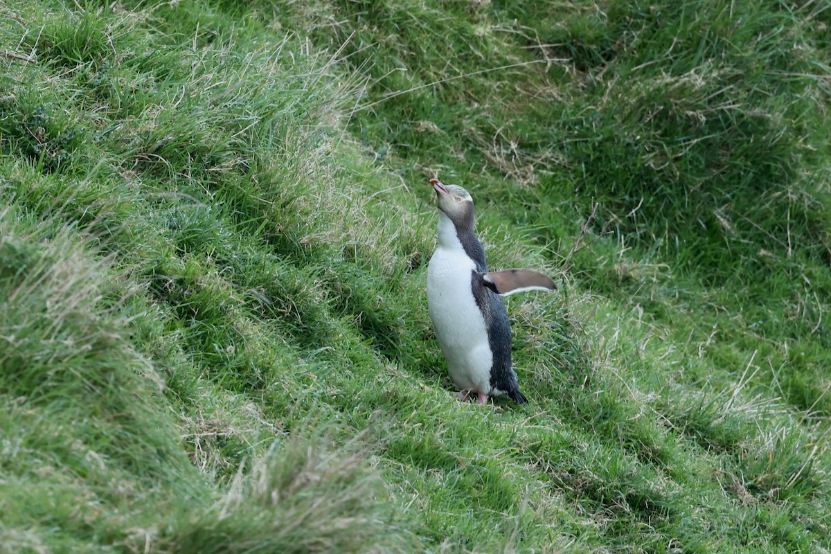 Yellow-eyed Penguin - ML644446265