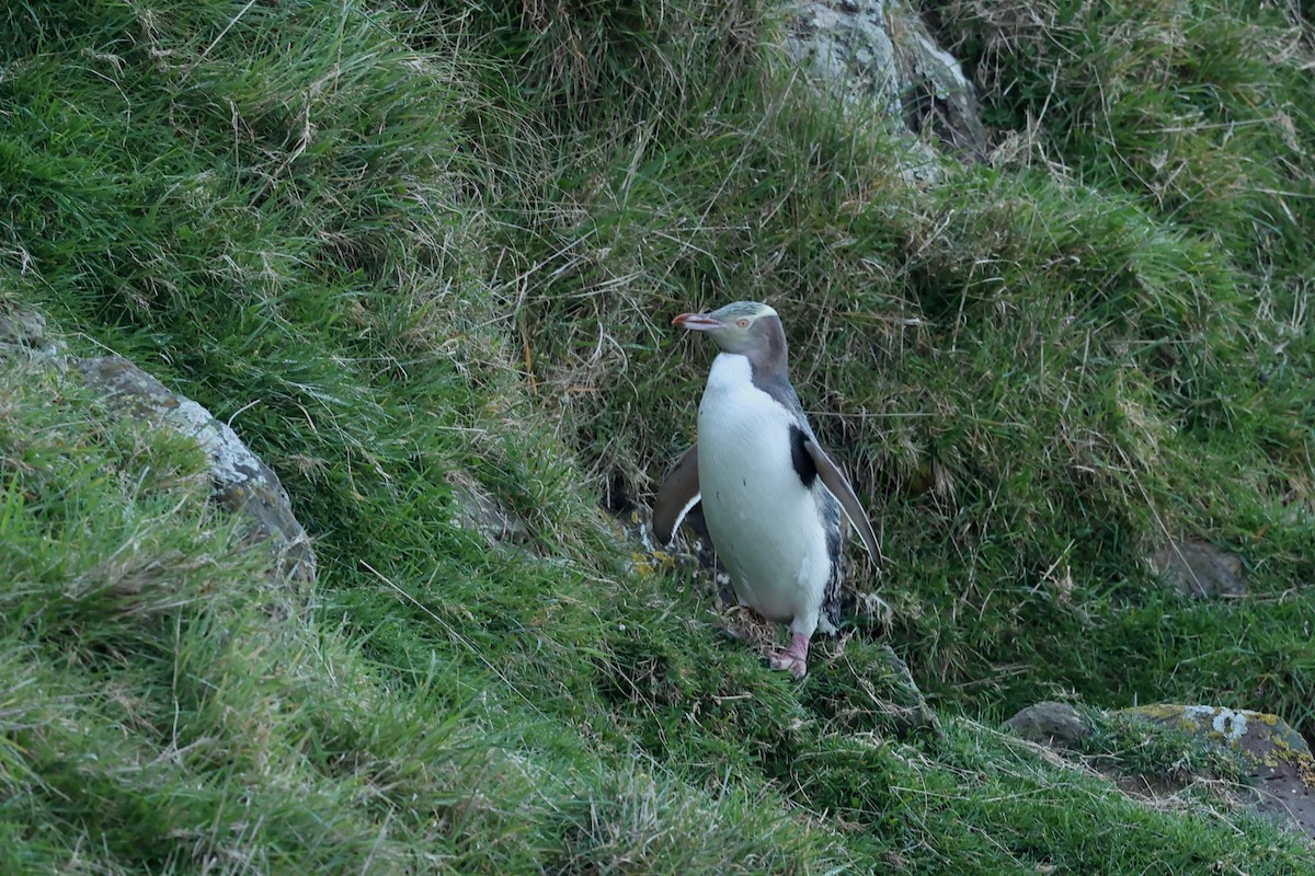 Yellow-eyed Penguin - ML644446266