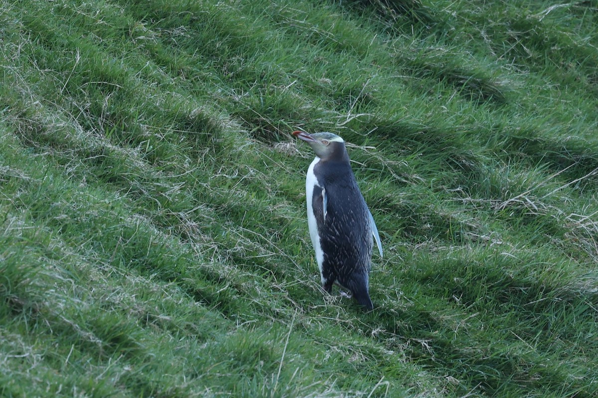 Yellow-eyed Penguin - ML644446267