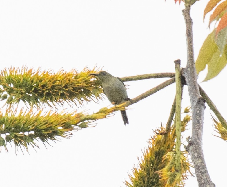 Olive Sunbird - ML644446269