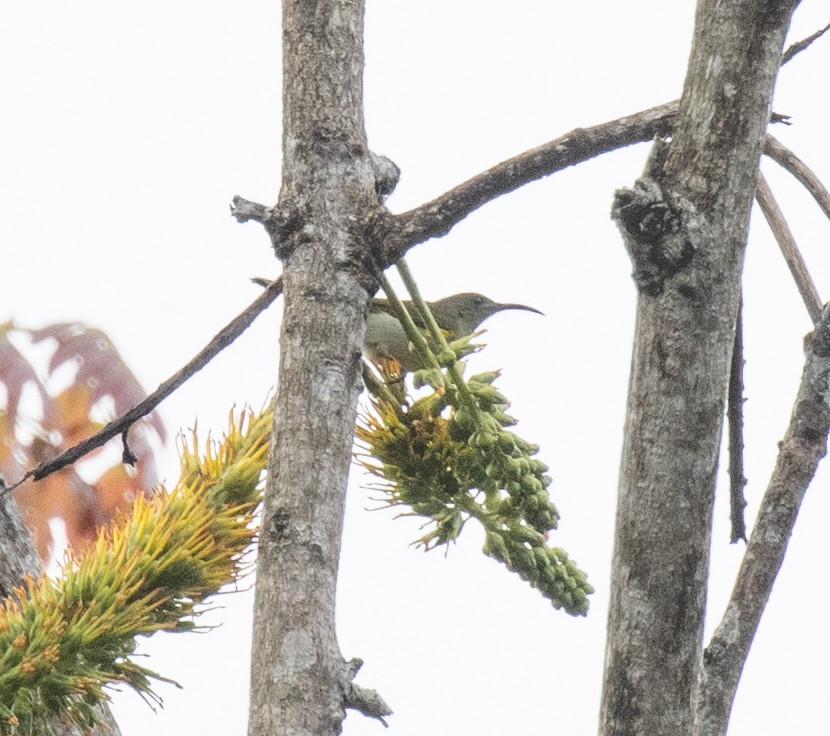 Olive Sunbird - ML644446270