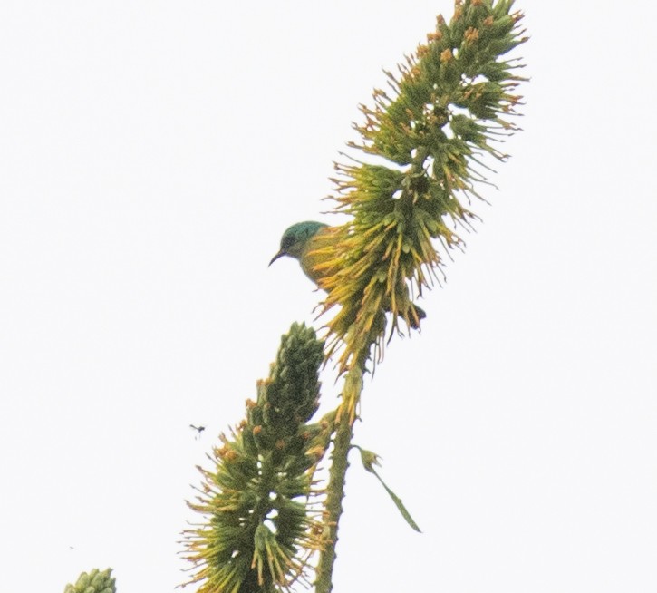 Collared Sunbird - ML644446274