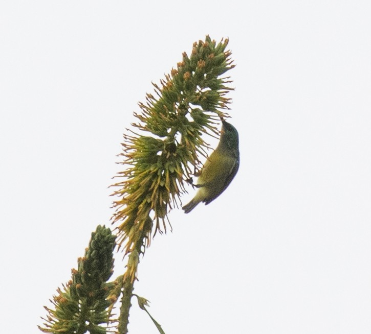 Collared Sunbird - ML644446275