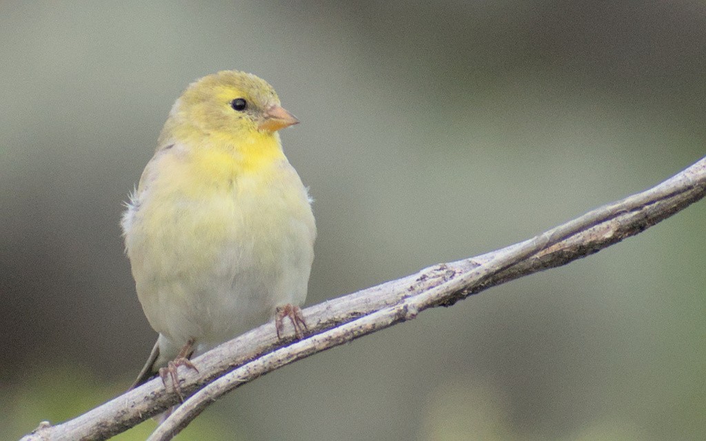 American Goldfinch - ML644446291