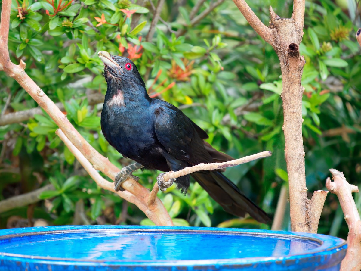 Pacific Koel - ML644446297