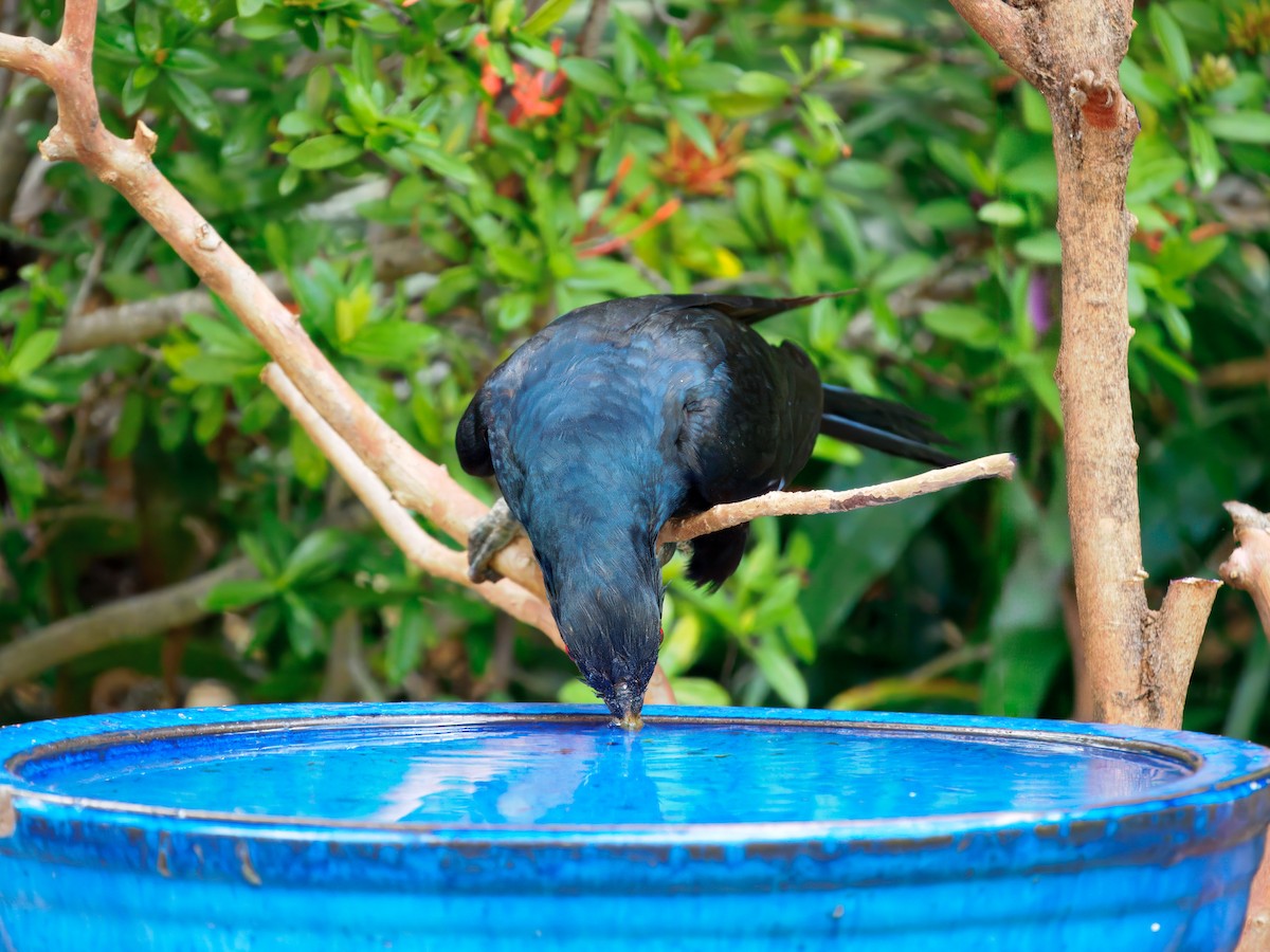 Pacific Koel - ML644446302