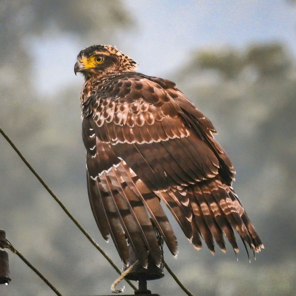 Crested Serpent-Eagle - ML644446303