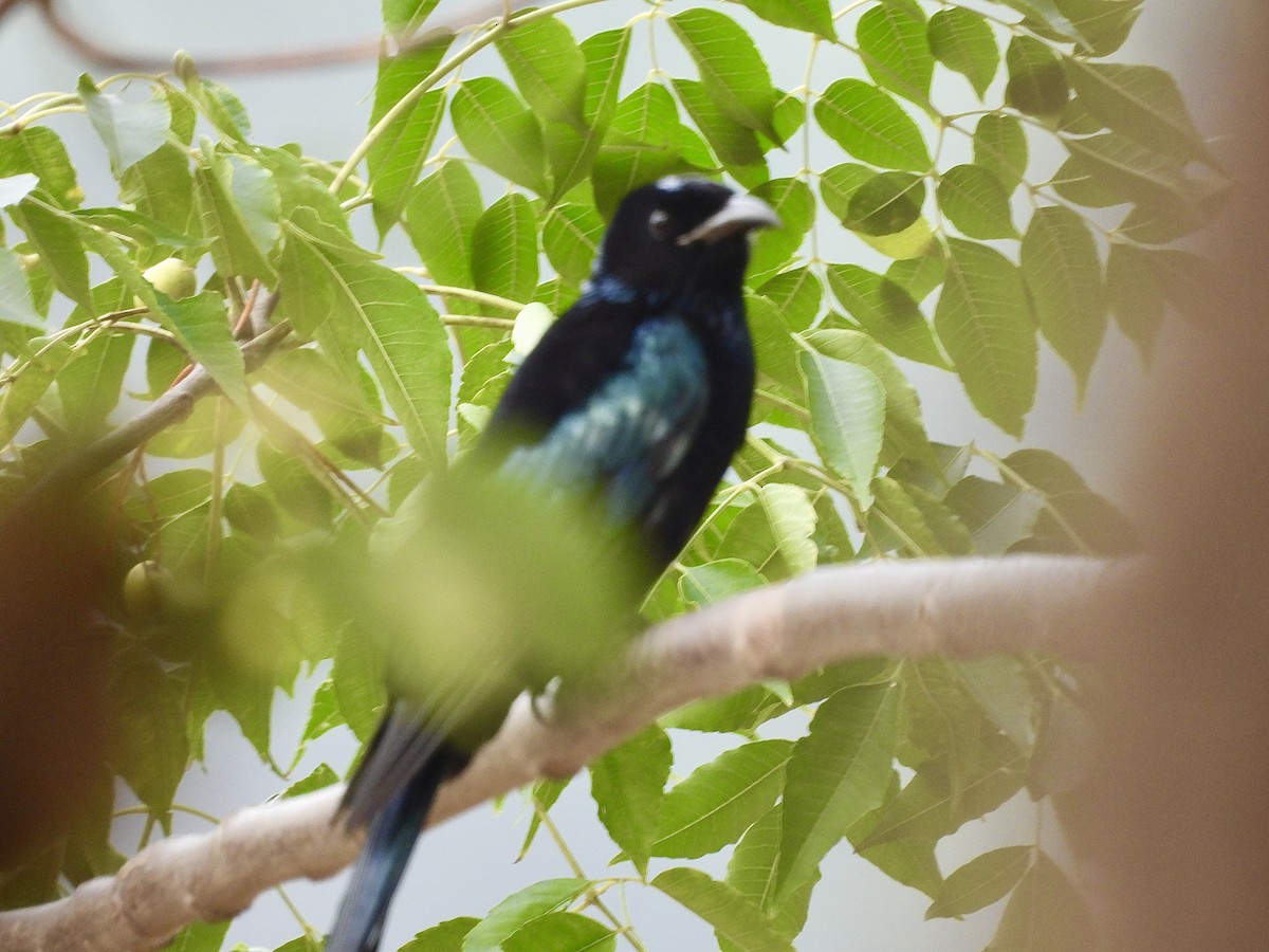 Hair-crested Drongo - ML644446304