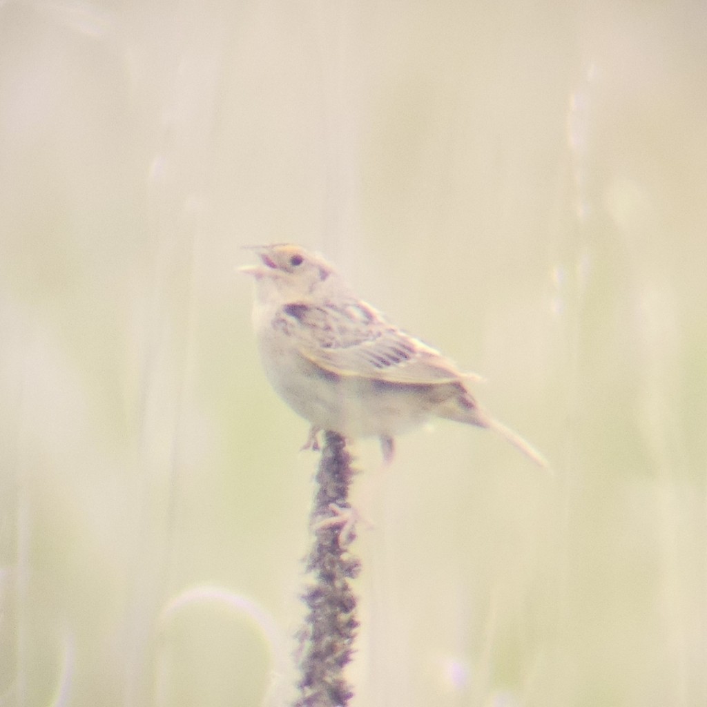 Grasshopper Sparrow - ML644446306