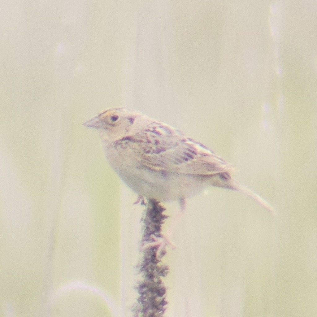 Grasshopper Sparrow - ML644446307