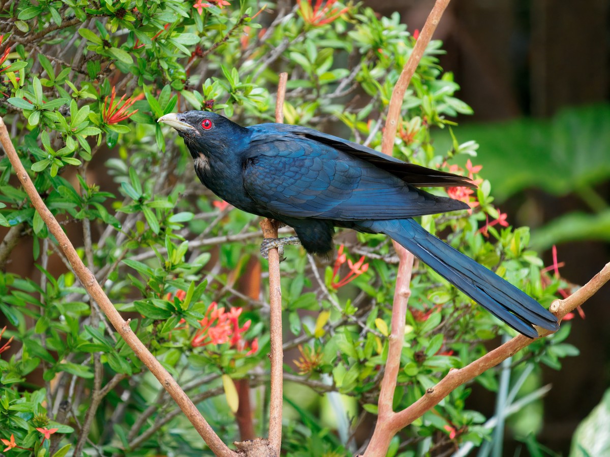 Pacific Koel - ML644446308