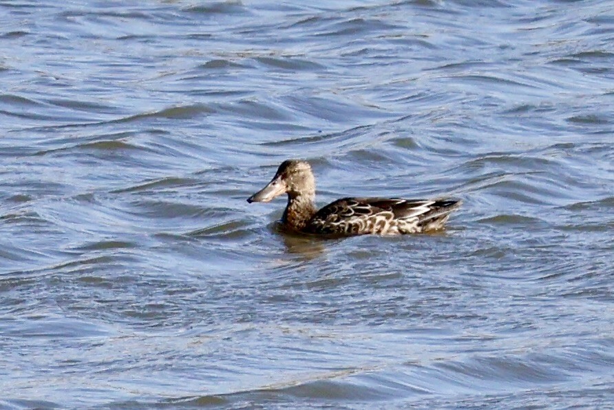 skjeand - ML644446320