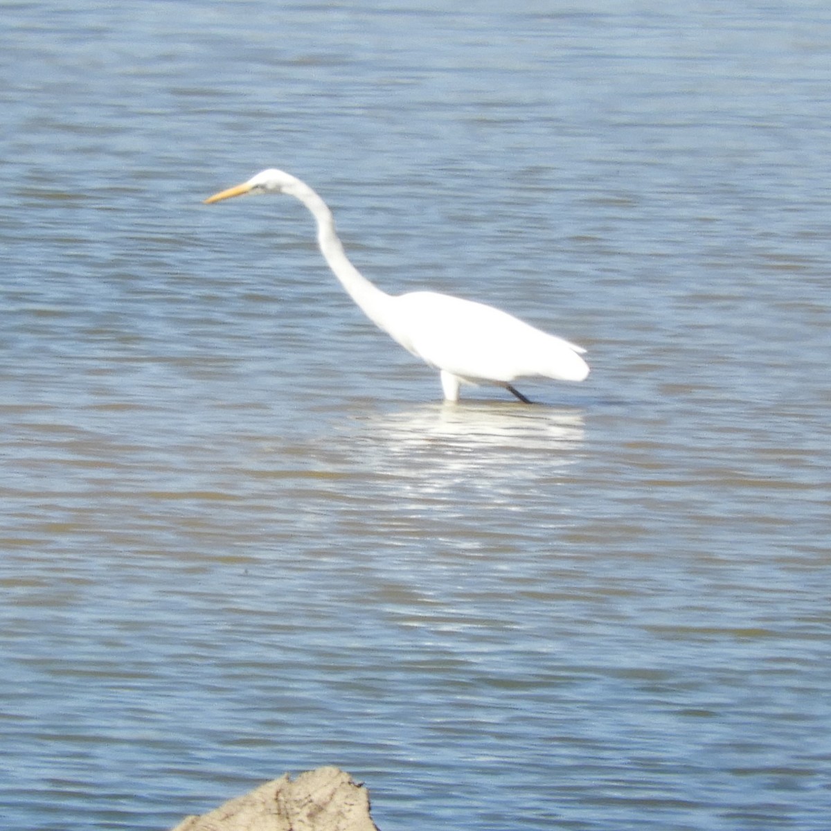 Koartza zuria - ML644446323