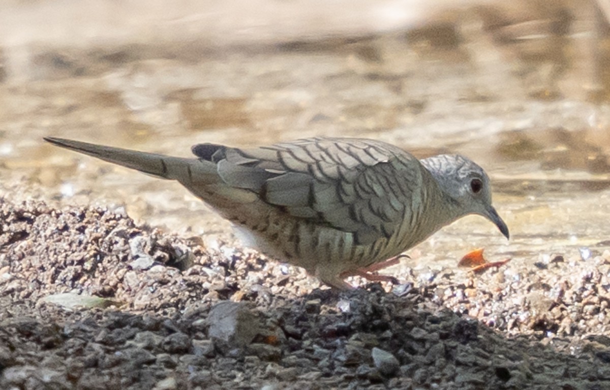 Colombe inca - ML644446324