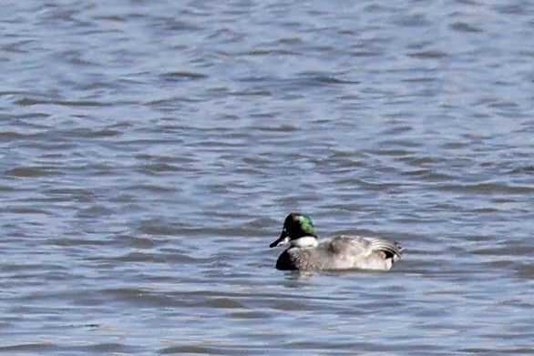 ヨシガモ - ML644446325